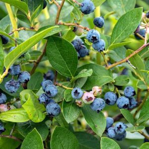 Northland Blueberry
