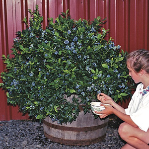 Northsky Dwarf Blueberry