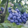 O'Neal Blueberry