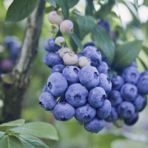 O'Neal Blueberry