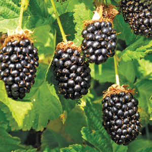Obsidian Blackberry