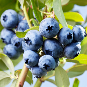 Patriot Blueberry