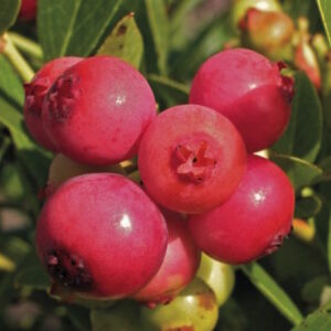 Pink Lemonade Blueberry