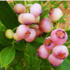 Pink Popcorn Blueberry