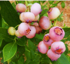 Pink Popcorn Blueberry