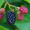 Prime-Ark® 45 Blackberry