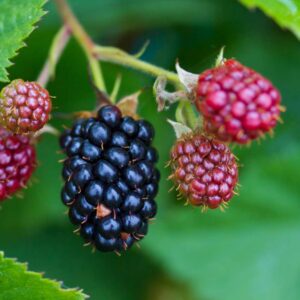 Prime-Ark® 45 Blackberry