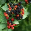 Prime Ark Traveler Thornless Blackberry