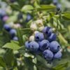Rubel Blueberry