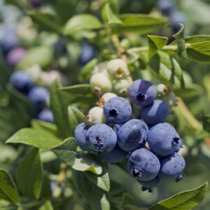 Rubel Blueberry