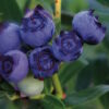 Star Blueberry