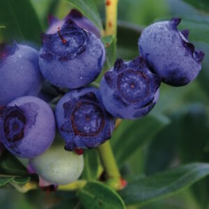 Star Blueberry