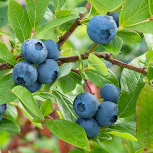 Superior Blueberry