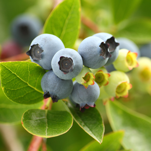 Sweetheart Blueberry Bush
