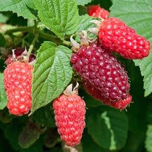 Tayberry Blackberry