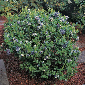 TopHat Dwarf Blueberry