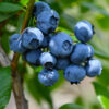 Toro Blueberry
