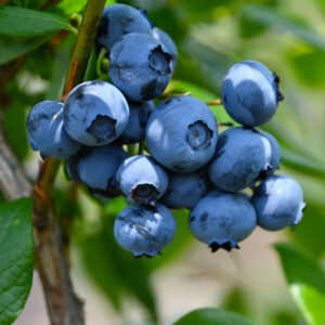 Toro Blueberry