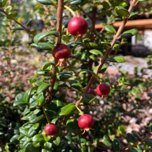 Villarica Strawberry Chilean Guava