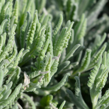 Goodwin Creek Grey Lavender