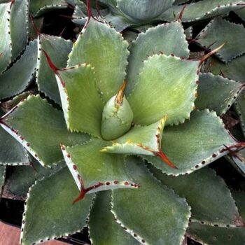 Kichiokan Butterfly Agave