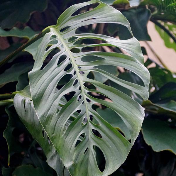 monstera plant support Monstera Plant Support main image 0