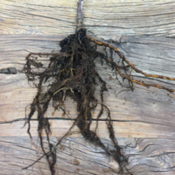 Myrobalan 29C Rootstock