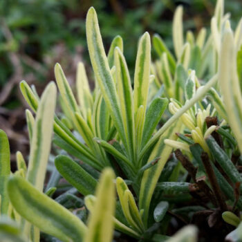 Platinum Blonde Variegated Lavender