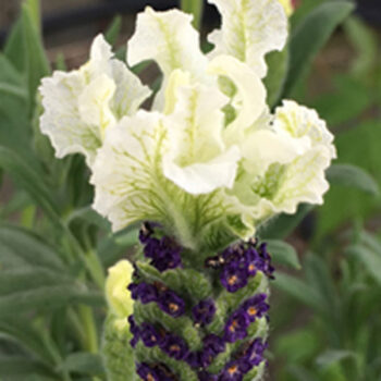 White Anouk Spanish Lavender