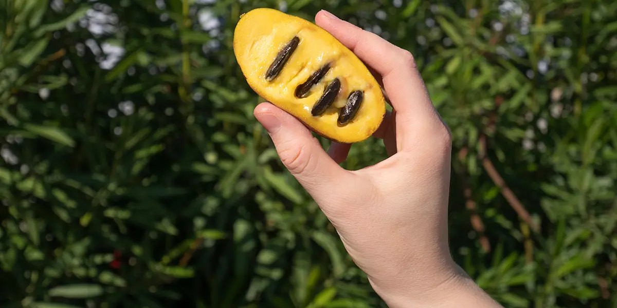 Pawpaw Pollination Guide