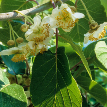 Early Bird Male Fuzzy Kiwi