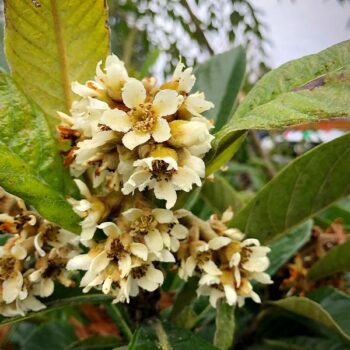 Unique Collections – Loquats