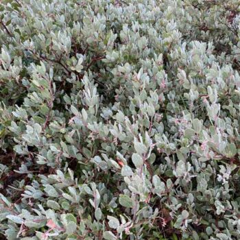 Blue in Green Manzanita
