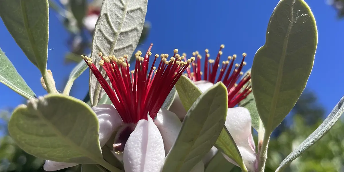 Feijoa A Story of Obssion