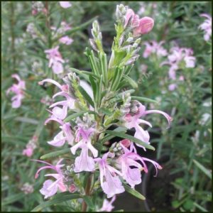 Majorca Pink Rosemary