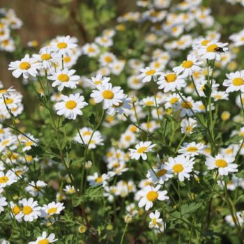 Feverfew