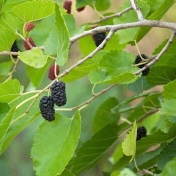 Mojo Berry Mulberry