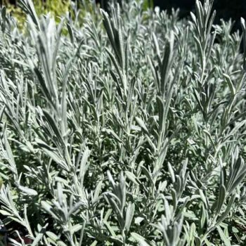 Silver Anouk Spanish Lavender