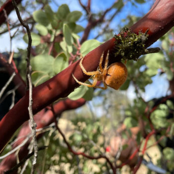 Cat Faced Whiteleaf Manzanita