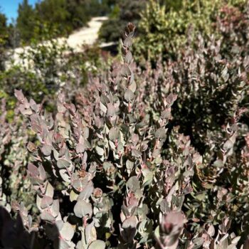 Purple Waves Santa Lucia Manzanita