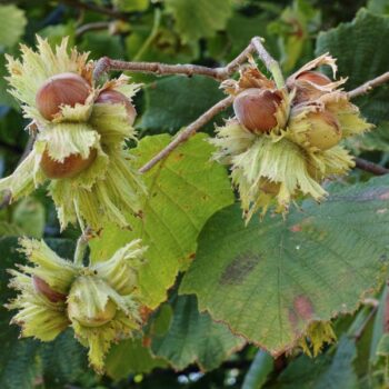 Monmouth Hazelnut Tree