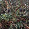 Black Chilean Guava