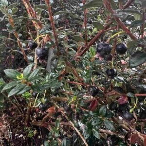 Black Chilean Guava