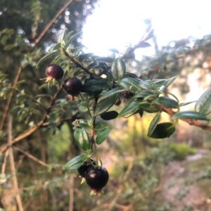 Black Chilean Guava
