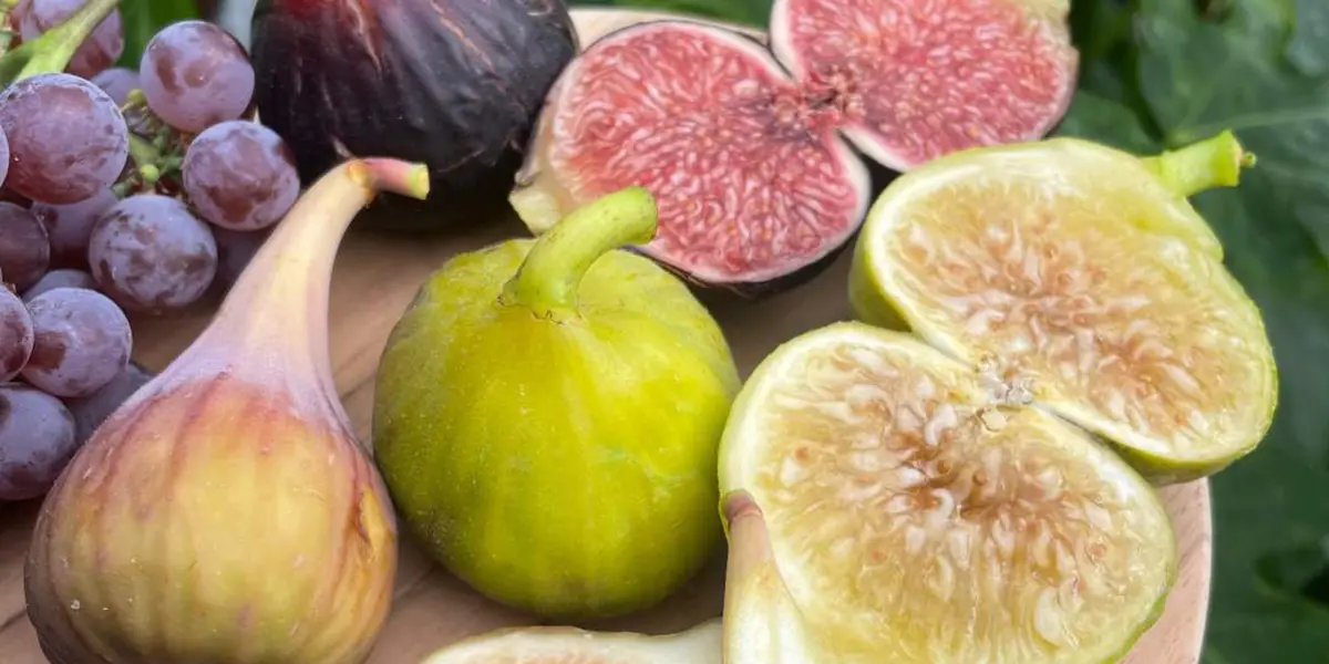 Fig Growing Guide