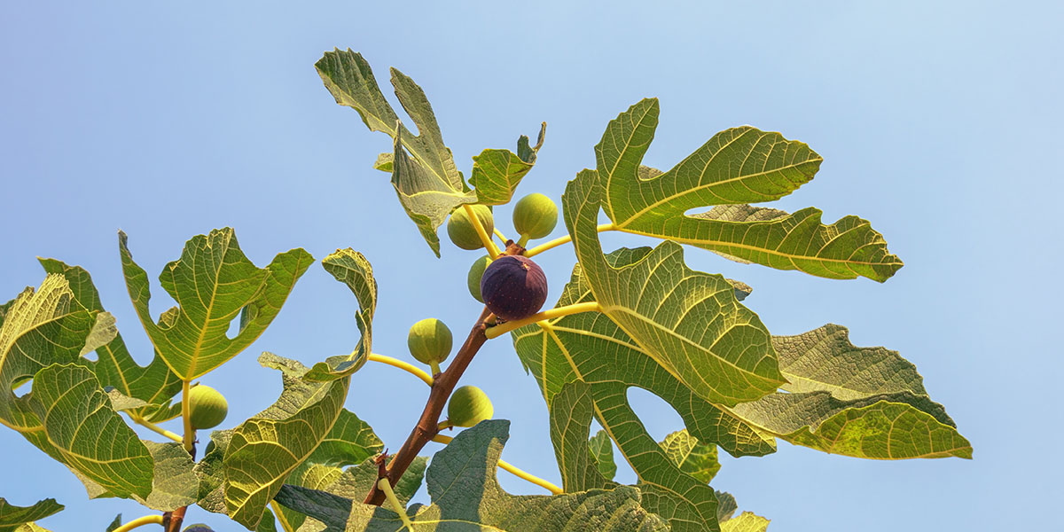 Figs for the Pacific Northwest