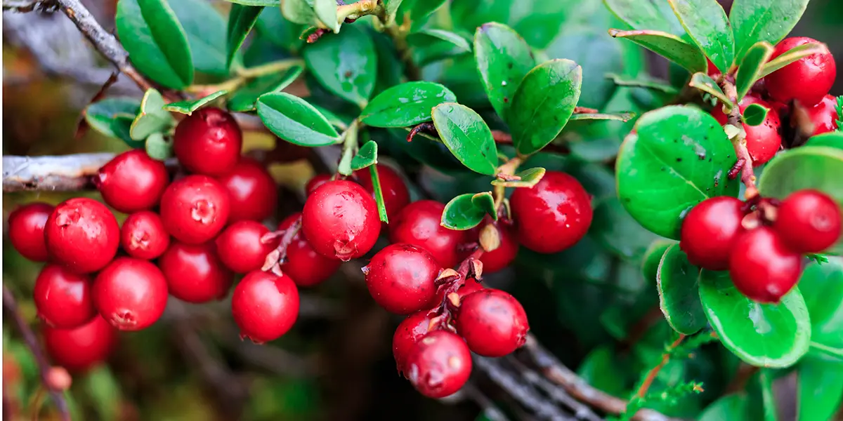 Lingonberry Guide