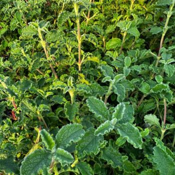 Bali Cretan Rock Rose