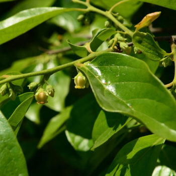 Calliope™ Asian Persimmon