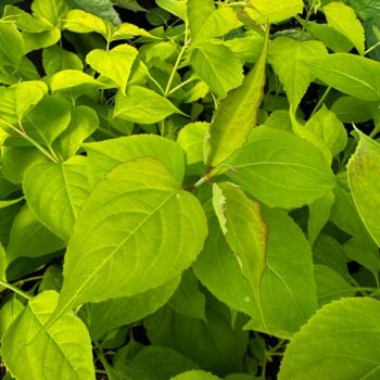 Golden Lanterns Chocolate Berry